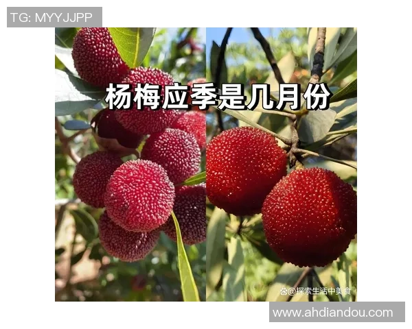 足球明星杨梅的传奇故事与成就揭秘